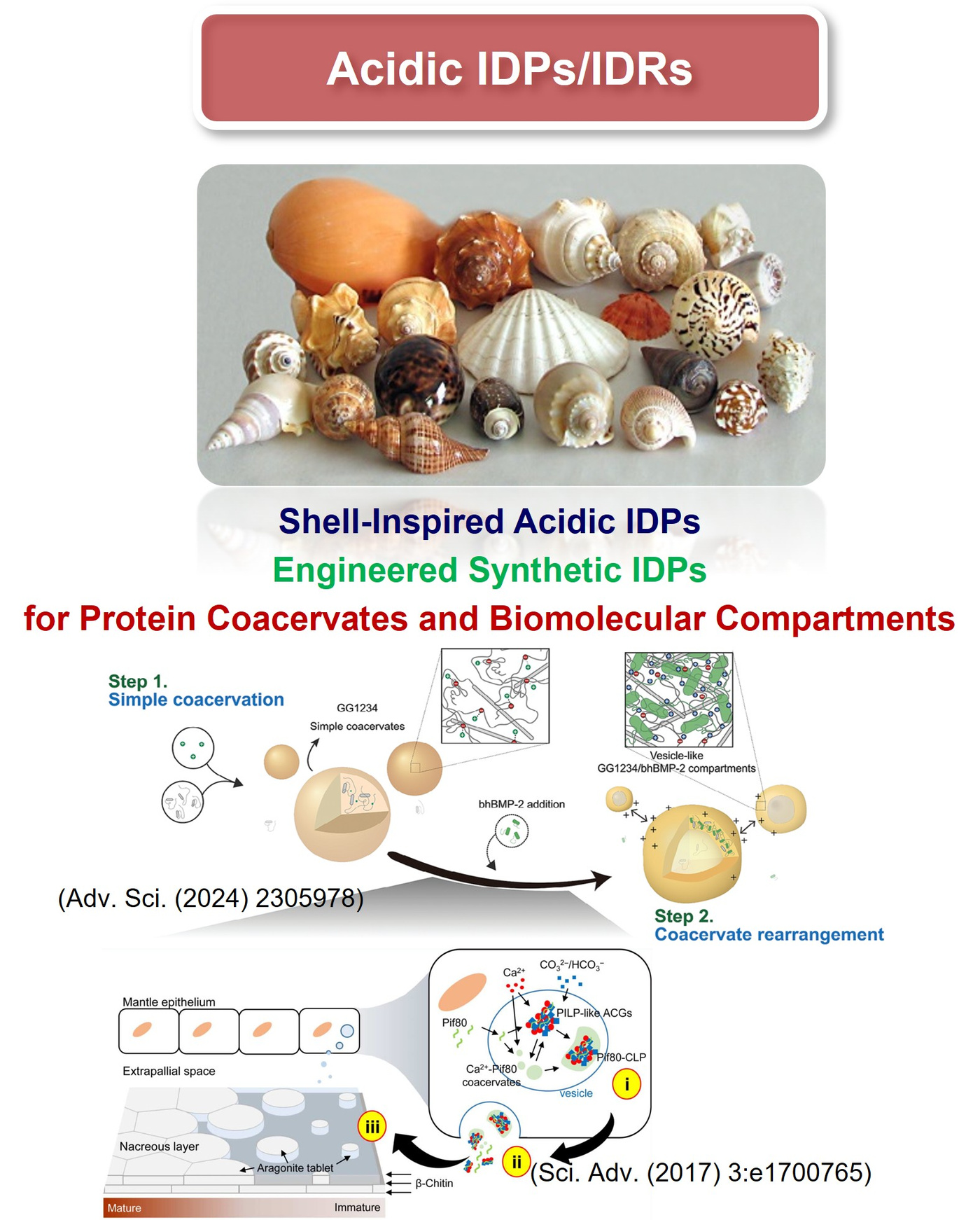 Acidic IDPs and IDRs