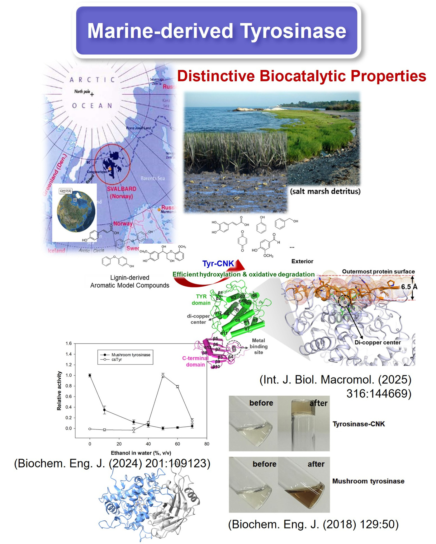 Marine-derived tyrosinase